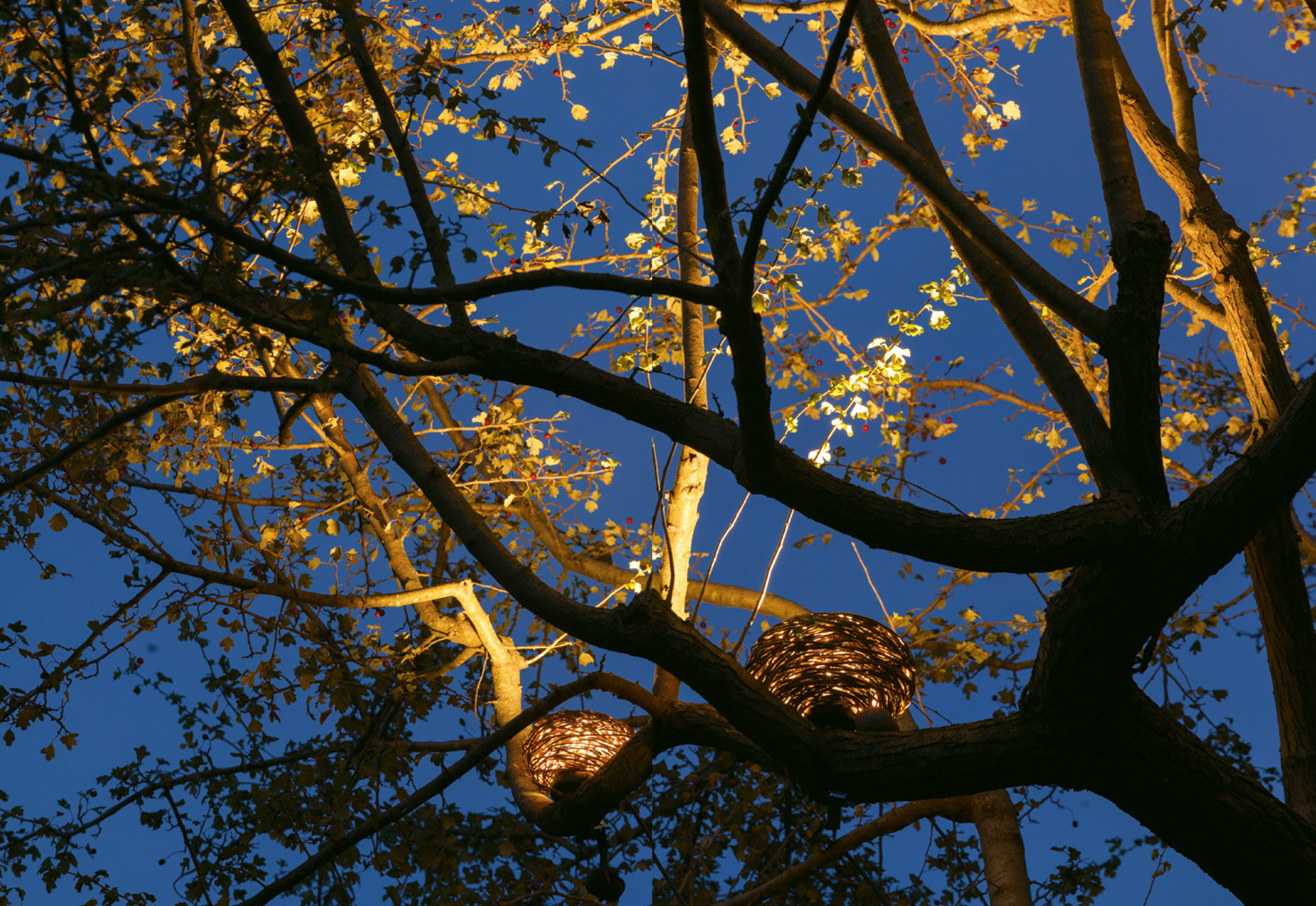 oświetlenie drzewa latarenką typu gniazdo